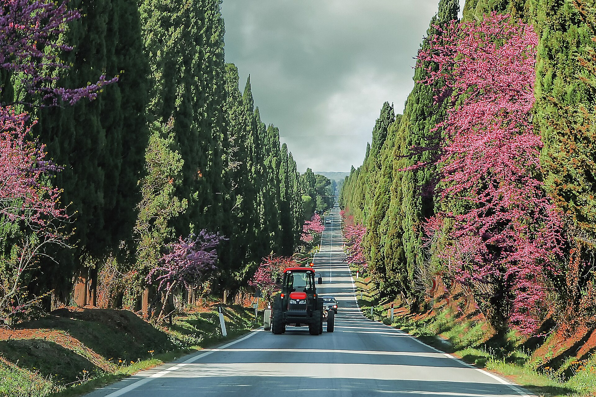 Bolgheri cypress avenue wine region
